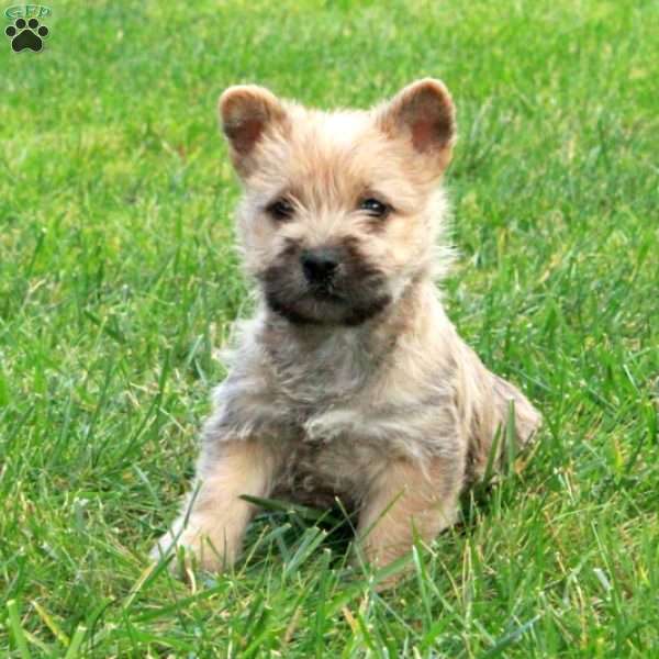 Patches, Cairn Terrier Puppy