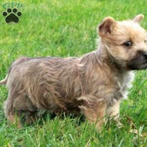 Patches, Cairn Terrier Puppy