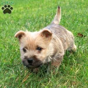 Patches, Cairn Terrier Puppy