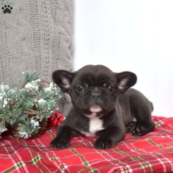 Patches, French Bulldog Puppy