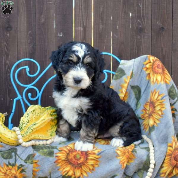 Patches, Mini Bernedoodle Puppy