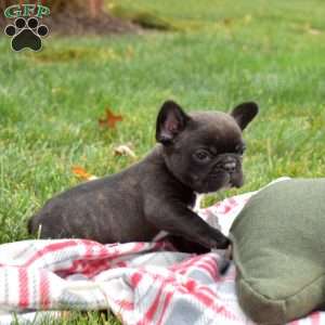 Patches, French Bulldog Puppy