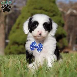 Patrick, Sheepadoodle Puppy