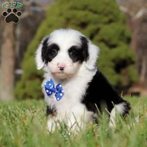 Patrick, Sheepadoodle Puppy