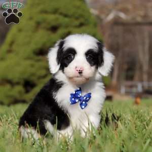 Patrick, Sheepadoodle Puppy