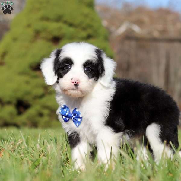 Patrick, Sheepadoodle Puppy