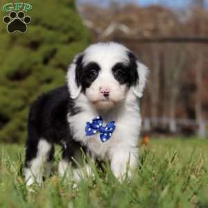 Patrick, Sheepadoodle Puppy