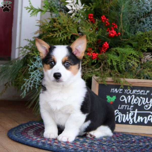 Paxton, Pembroke Welsh Corgi Puppy