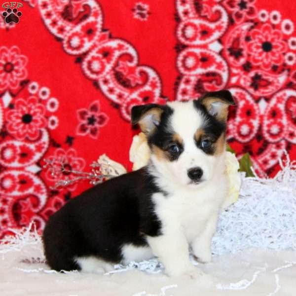 Paxton, Pembroke Welsh Corgi Puppy