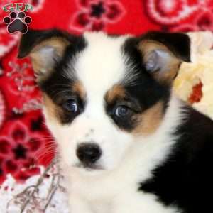 Paxton, Pembroke Welsh Corgi Puppy