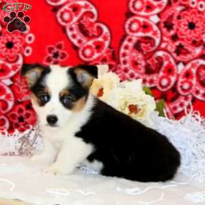 Paxton, Pembroke Welsh Corgi Puppy