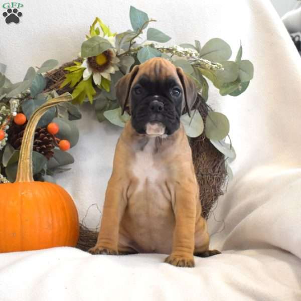 Peach, Boxer Puppy