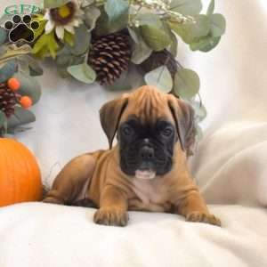 Peach, Boxer Puppy