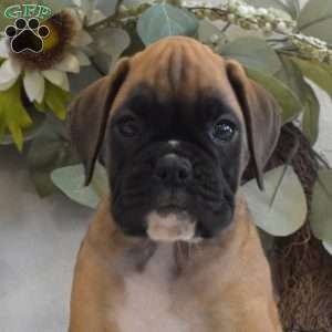 Peach, Boxer Puppy