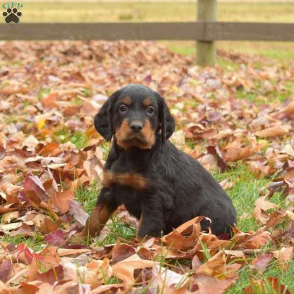 Pearl, Gordon Setter Puppy