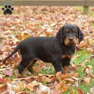 Pearl, Gordon Setter Puppy