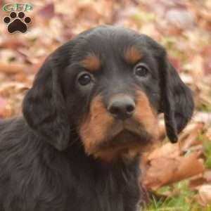 Pearl, Gordon Setter Puppy