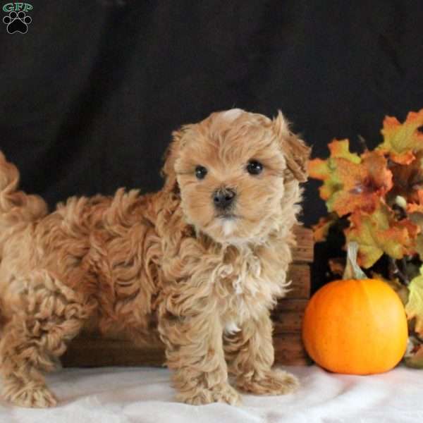 Pearl, Maltipoo Puppy