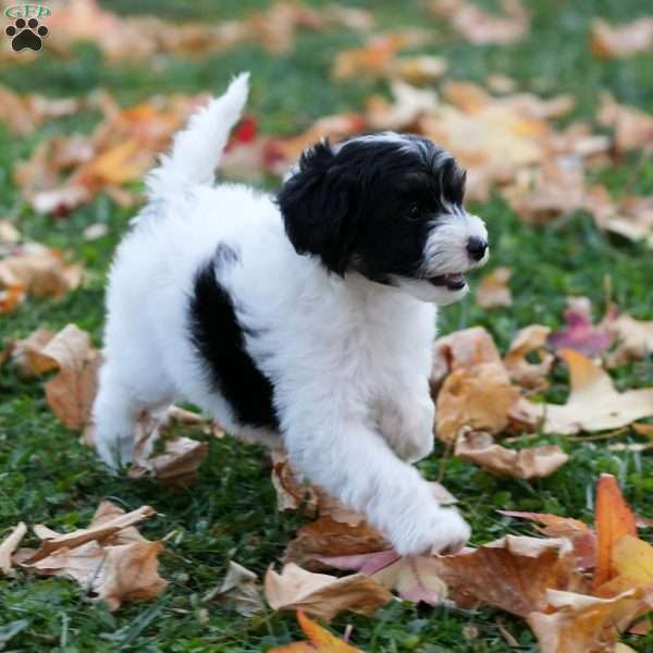 Pearl, Mini Sheepadoodle Puppy