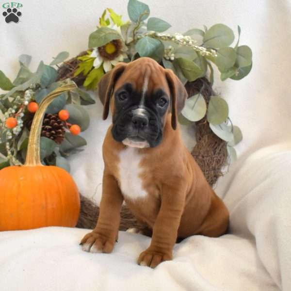 Pecan, Boxer Puppy