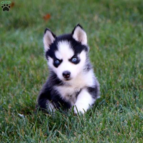 Peggy, Siberian Husky Puppy