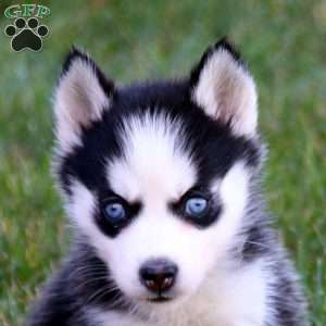 Peggy, Siberian Husky Puppy