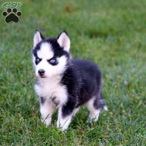 Peggy, Siberian Husky Puppy