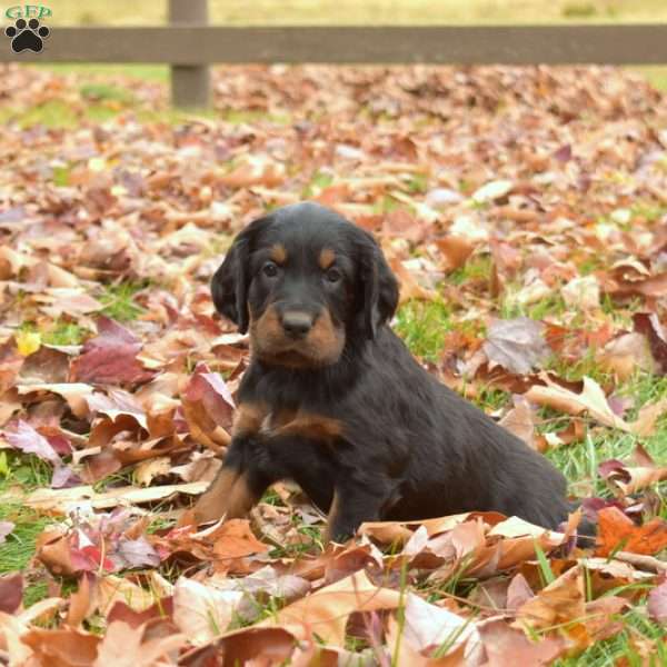 Penny, Gordon Setter Puppy