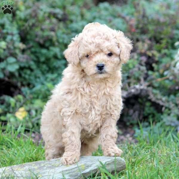 Penny, Cavapoo Puppy