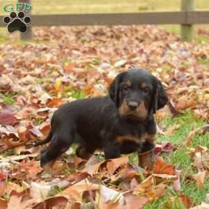 Penny, Gordon Setter Puppy