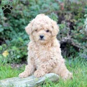 Penny, Cavapoo Puppy