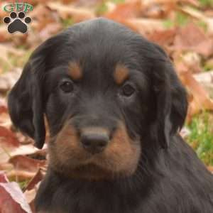 Penny, Gordon Setter Puppy