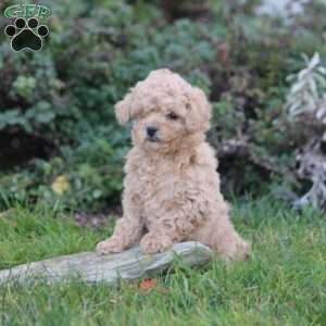 Penny, Cavapoo Puppy