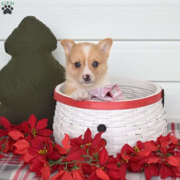 Pepper, Pembroke Welsh Corgi Puppy