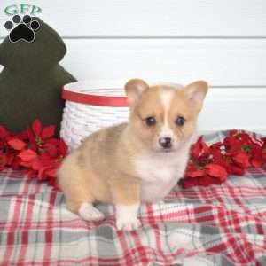 Pepper, Pembroke Welsh Corgi Puppy