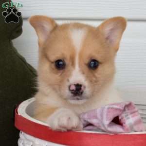 Pepper, Pembroke Welsh Corgi Puppy