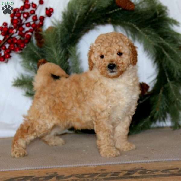 Pepper, Mini Goldendoodle Puppy