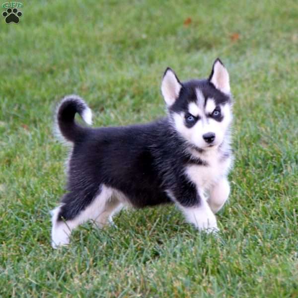 Pepper, Siberian Husky Puppy