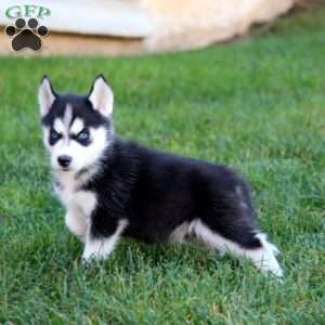 Pepper, Siberian Husky Puppy