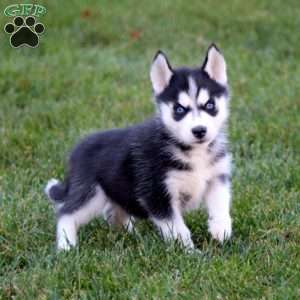 Pepper, Siberian Husky Puppy