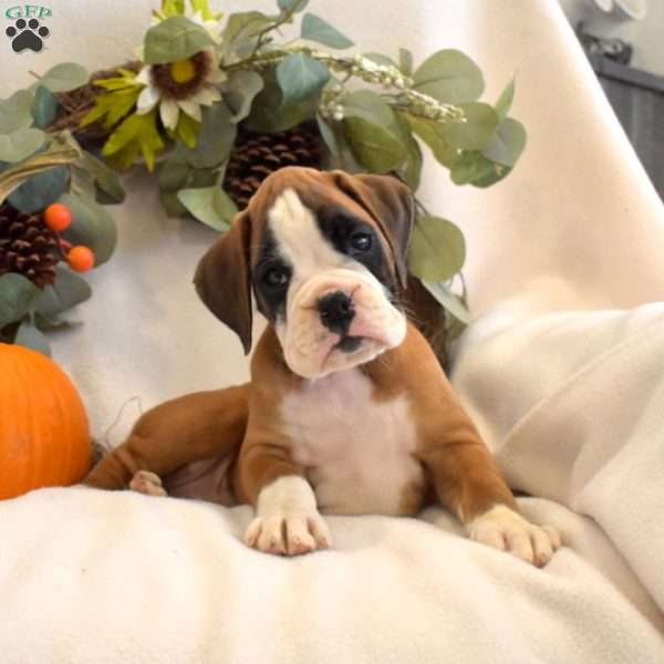 Peppermint, Boxer Puppy