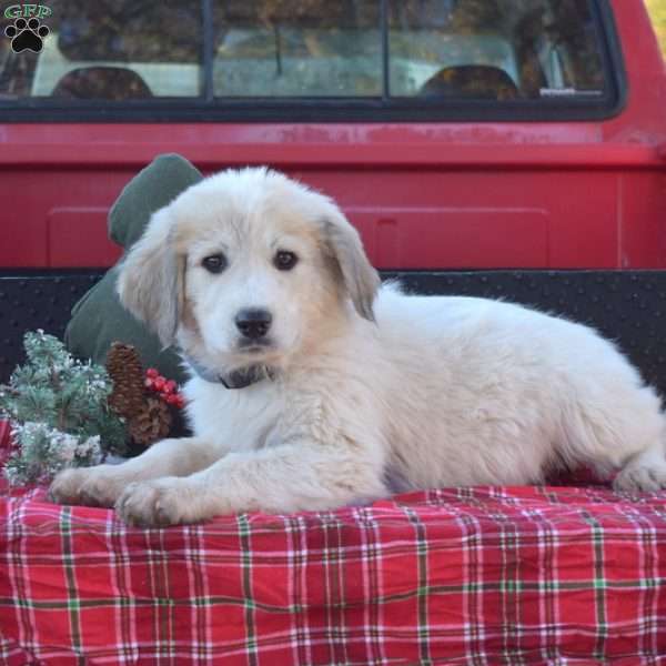 Peppermint, Great Pyrenees Puppy