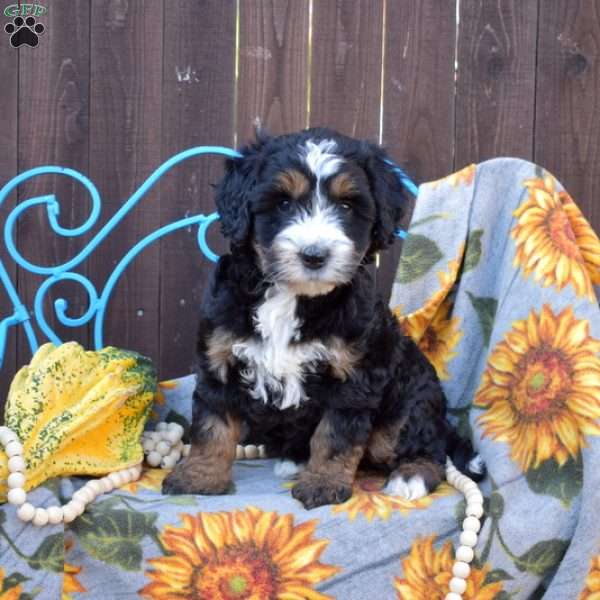 Peppermint, Mini Bernedoodle Puppy