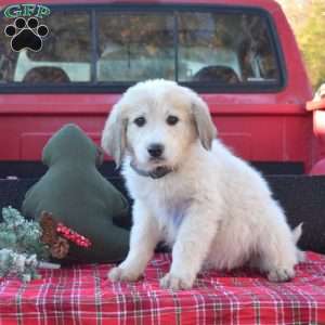 Peppermint, Great Pyrenees Puppy