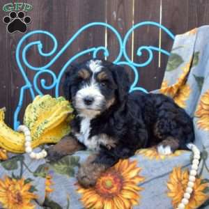 Peppermint, Mini Bernedoodle Puppy