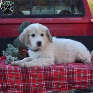 Peppermint, Great Pyrenees Puppy