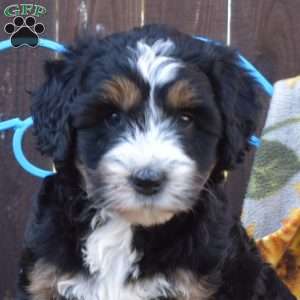 Peppermint, Mini Bernedoodle Puppy