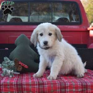 Peppermint, Great Pyrenees Puppy