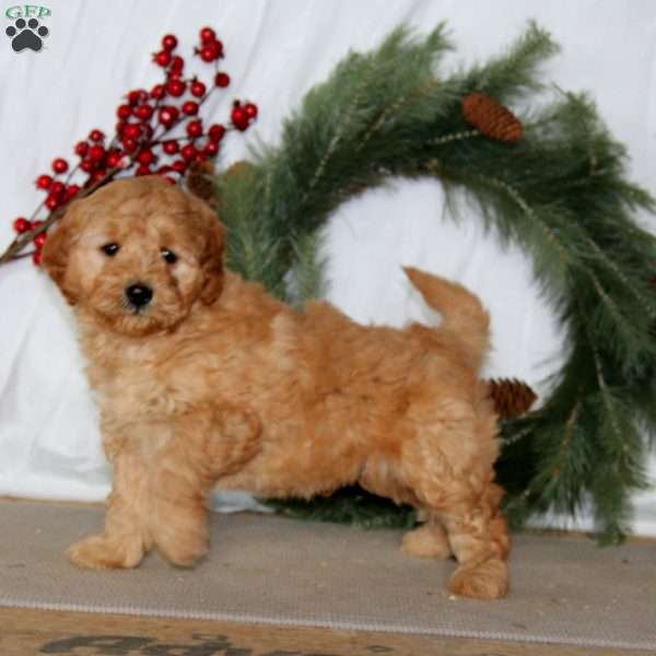 Pepsi, Mini Goldendoodle Puppy