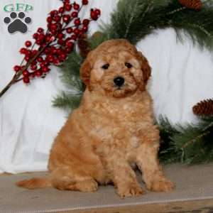 Pepsi, Mini Goldendoodle Puppy